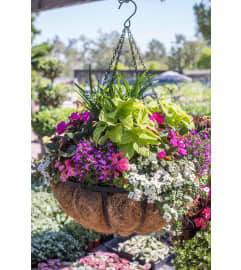 16 Premium Combo Wired Moss Outdoor Hanging Basket. An arrangement by The Greenhouse Florist.