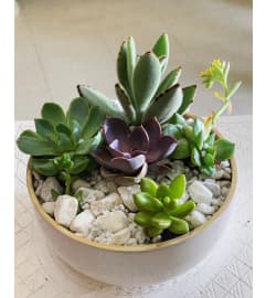 Custom Succulent Garden. An arrangement by Mt. Scott Flowers.