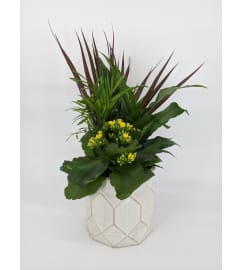 Blumz Planter. An arrangement by Blumz Floral Boutique.