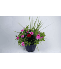 Patio Planter with mixed plants. An arrangement by The Village Green Florist. Patio Planter with mixed plants. An arrangement by The Village Green Florist.