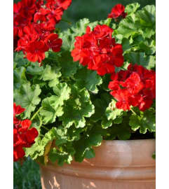 Outdoor Geranium planter. An arrangement by Renton Flower Shop. Outdoor Geranium planter. An arrangement by Renton Flower Shop.