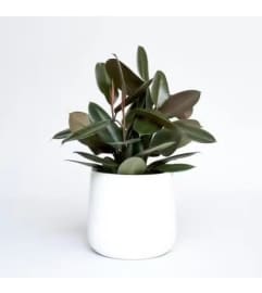 Rubber plant including pot. An arrangement by Win's Flowers.