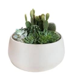 cacti and succulent terrarium. An arrangement by Win's Flowers.