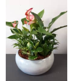 Anthurium Dream Garden. An arrangement by Always in Bloom.
