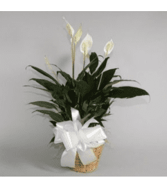 Small Potted Peace Lily. An arrangement by Flowers by Neil.