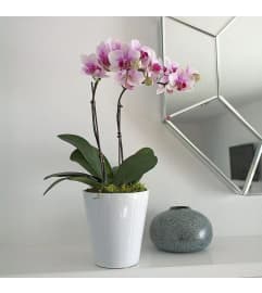 purple Orchid with pot. An arrangement by Win's Flowers.