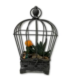 Flowering Cacti in Cage. An arrangement by Shalimar Flower Shop.