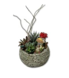Sunny Berry Cactus Garden in Cobblestone Pot. An arrangement by Shalimar Flower Shop.
