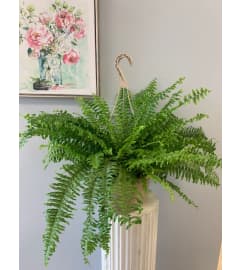 Boston Fern Hanger. An arrangement by Marianna's Flower Island.
