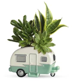 Cool Camper Garden of Succulents (Teleflora). An arrangement by Sueppel's Flowers.