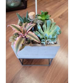 Succulent square planter. An arrangement by Flowers by Veronika.
