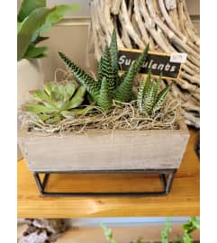 Succulent small. An arrangement by Flowers by Veronika.