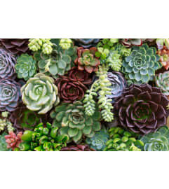 ASSORTED SUCCULENTS PLANTED IN CONTAINER. An arrangement by Flowers by Priscilla.
