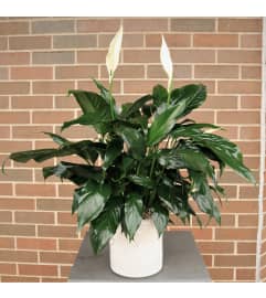 Sympathy Spathiphyllum. An arrangement by Flower Stop.