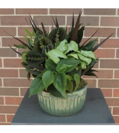 Porcelain Dish Garden. An arrangement by Flower Stop.