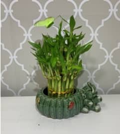 Brilliant Bamboo. An arrangement by Shalimar Flower Shop.