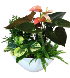 Assorted tropical in white Planter. An arrangement by Nicol Florist.