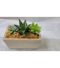 Trio Succulent collection. An arrangement by Avenue Flowers and Gifts. Trio Succulent collection. An arrangement by Avenue Flowers and Gifts.