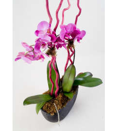 Premiums Purple orchid. An arrangement by Fresh Cut Bouquets.