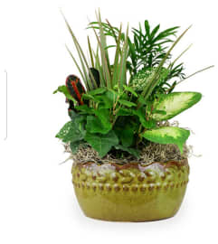 Tribute evergreen ceramic. An arrangement by Eve's Baskets and More LLC.
