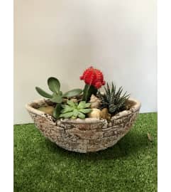 Cobblestone Dish Garden. An arrangement by Shalimar Flower Shop.