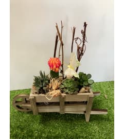 Wheelbarrow Delight Dish Garden. An arrangement by Shalimar Flower Shop.