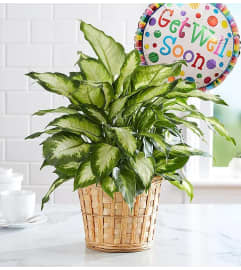 Dieffenbachia Plant with Get Well Balloon. An arrangement by Aventura Glamour Flowers. Dieffenbachia Plant with Get Well Balloon. An arrangement by Aventura Glamour Flowers.