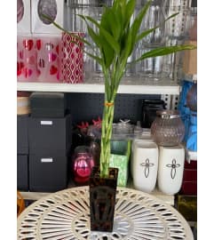 Special Lucky Bamboo for good lucky and good health. An arrangement by Flamingo Floral and Gifts.