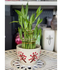 Good luck forever. An arrangement by Sunrise Floral and Gifts.