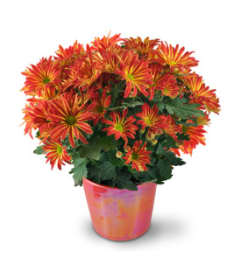 Chrysanthemum (Mum) Plant. An arrangement by Nicol Florist.