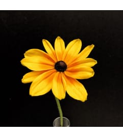 Fall Cut Flower Bouquet. An arrangement by Marianne's Floral Garden. Fall Cut Flower Bouquet. An arrangement by Marianne's Floral Garden.