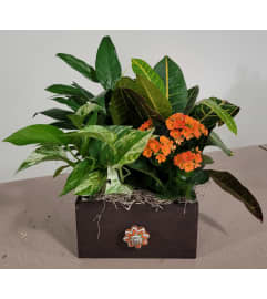 rustic brown wooden box dish garden. An arrangement by Last Minute Gifts and Flowers.