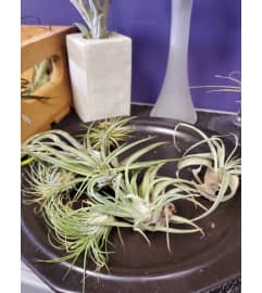 Tillandsia Air Plants. An arrangement by The Bloom Room Floral Company.