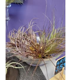 Tillandsia Air Plants. An arrangement by The Bloom Room Floral Company.