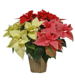 Twinkling Tricolour Poinsettia. An arrangement by Nicol Florist.