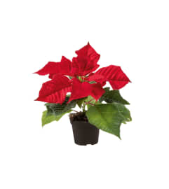Pretty Little Poinsettia. An arrangement by Nicol Florist.