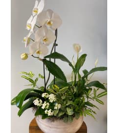 Premium Orchid Planter. An arrangement by Linda's Floral Designs.