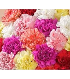 bouquet of a dozen carnations. An arrangement by Nicol Florist.