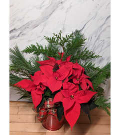 Christmas Poinsetta. An arrangement by Maezy's Petals.