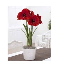 6 Potted Amaryllis. An arrangement by Northwest Florist. 6 Potted Amaryllis. An arrangement by Northwest Florist.