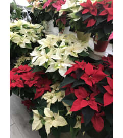 Christmas poinsettias. An arrangement by Syd Kemsley Florist.