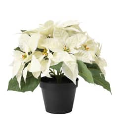 Christmas White Poinsettia. An arrangement by Awesome Blossom.