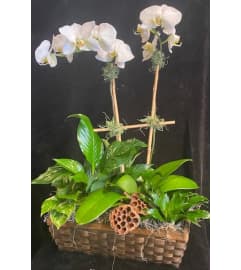 Orchid planter basket. An arrangement by Flowerville.