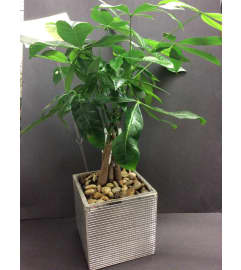 Money tree pachira. An arrangement by Kitchener Ontario Florist.