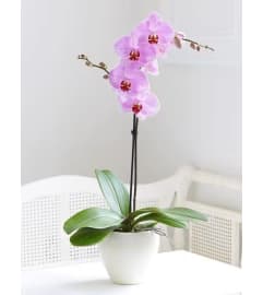 Blooming purple. An arrangement by Win's Flowers.