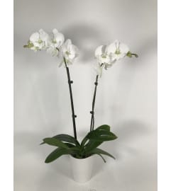 Graceful double orchids. An arrangement by DMP Flowers and Gifts. Graceful double orchids. An arrangement by DMP Flowers and Gifts.