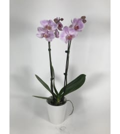Double pink orchid. An arrangement by DMP Flowers and Gifts.