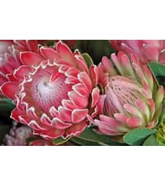 Arrangement with Protea etc.. An arrangement by Renton Flower Shop.