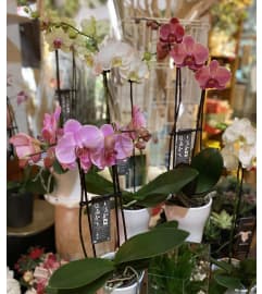 Double Spike Potted Orchid. An arrangement by Country Garden Floral Boutique.