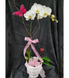 VALENTINE'S DAY - ELEGANT ORCHID. An arrangement by M's Flowers.